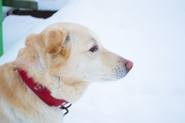 Free download Dog Labrador Winter -  free photo or picture to be edited with GIMP online image editor