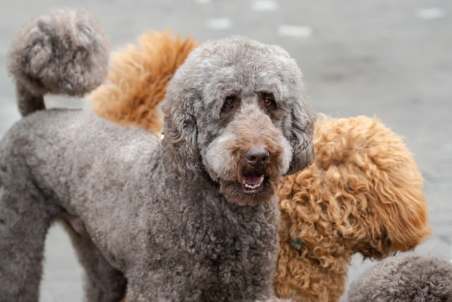 Free download dog large poodle dog breed pet free picture to be edited with GIMP free online image editor