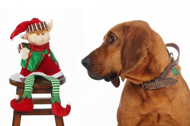 Free download Dog Looking At Elf Christmas Xmas -  free photo or picture to be edited with GIMP online image editor