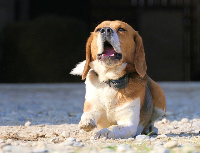 Free download dog lying tiredness beagle brown free picture to be edited with GIMP free online image editor