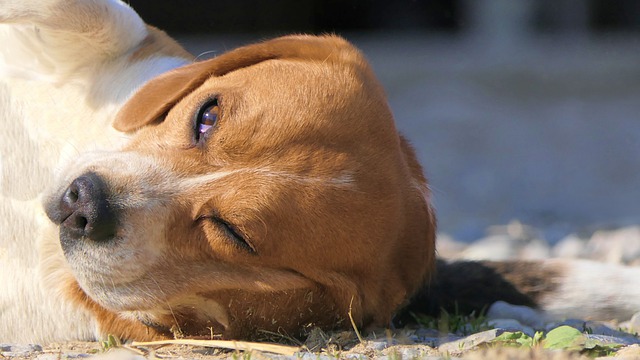 Free download dog lying tiredness eye eyes free picture to be edited with GIMP free online image editor