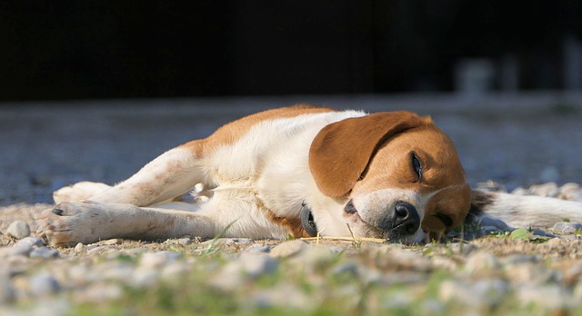 Free download dog lying tiredness sleep beagle free picture to be edited with GIMP free online image editor