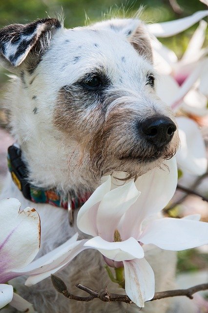 Free download Dog Magnolia Pet -  free photo or picture to be edited with GIMP online image editor