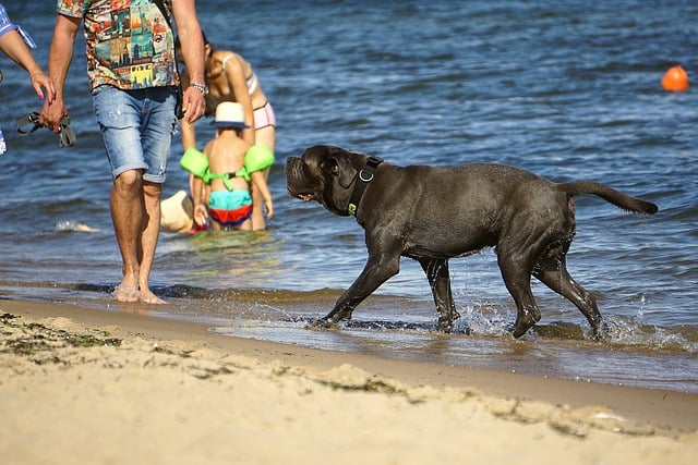 Free download dog mastiff beach pet mammal free picture to be edited with GIMP free online image editor