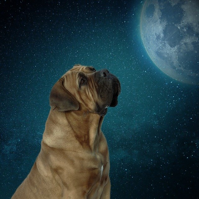 Free download Dog Moon Moonlight -  free photo or picture to be edited with GIMP online image editor