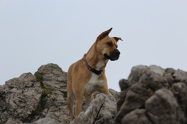 Free download Dog Mountaineering Climb -  free photo or picture to be edited with GIMP online image editor