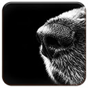 Dog Nose  screen for extension Chrome web store in OffiDocs Chromium