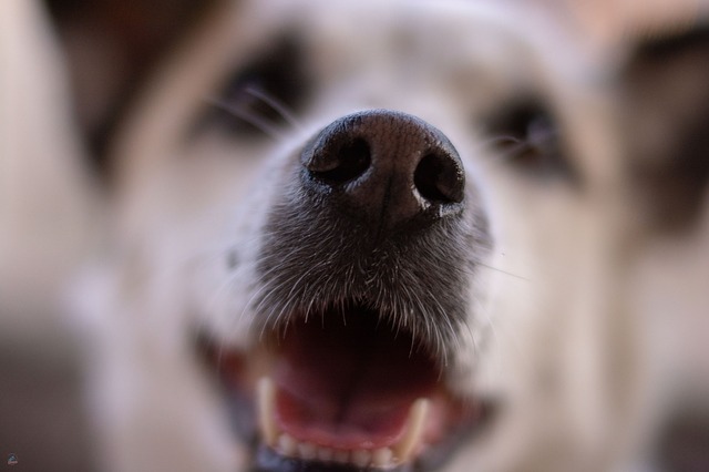 Free download dog nose 50mm puppy animal pet free picture to be edited with GIMP free online image editor