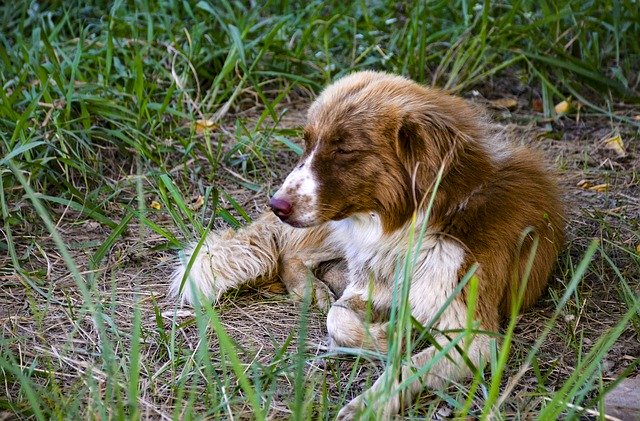 Free download Dog On Grass -  free photo or picture to be edited with GIMP online image editor