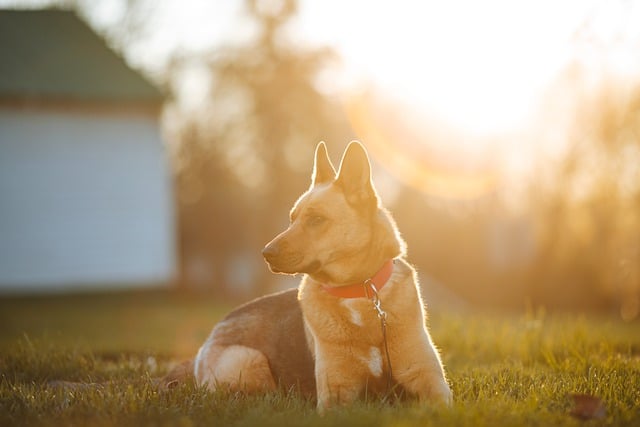 Free download dog outside german shepherd canine free picture to be edited with GIMP free online image editor