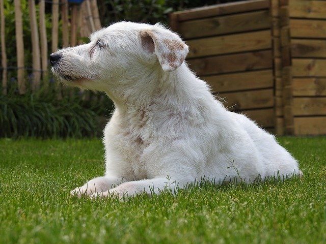 Free download Dog Parson Russell Terrier -  free photo or picture to be edited with GIMP online image editor