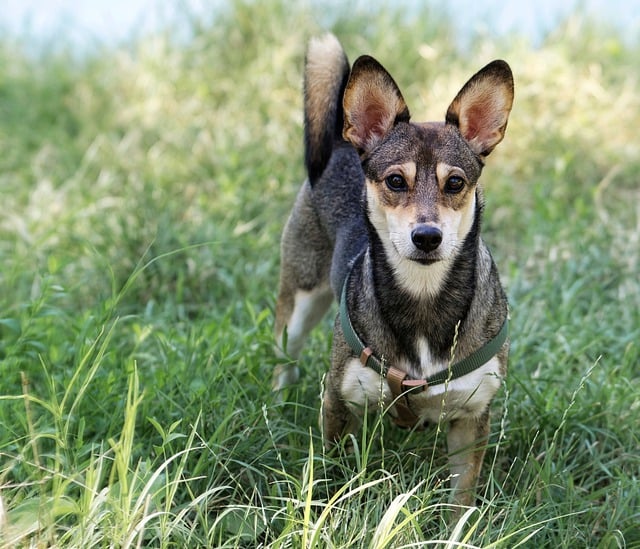 Free download dog pet animal canine collar fur free picture to be edited with GIMP free online image editor