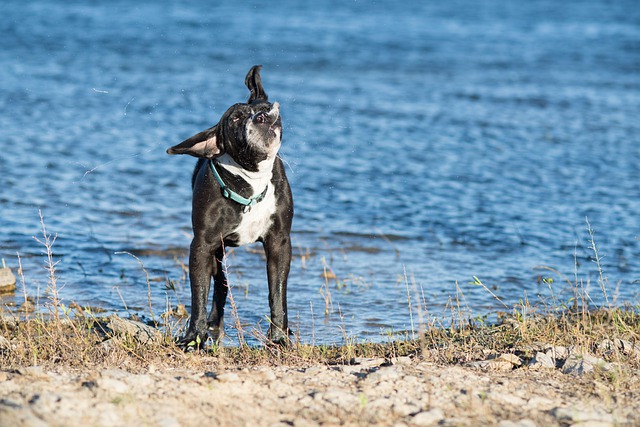 Free download dog pet beach sea canine animal free picture to be edited with GIMP free online image editor