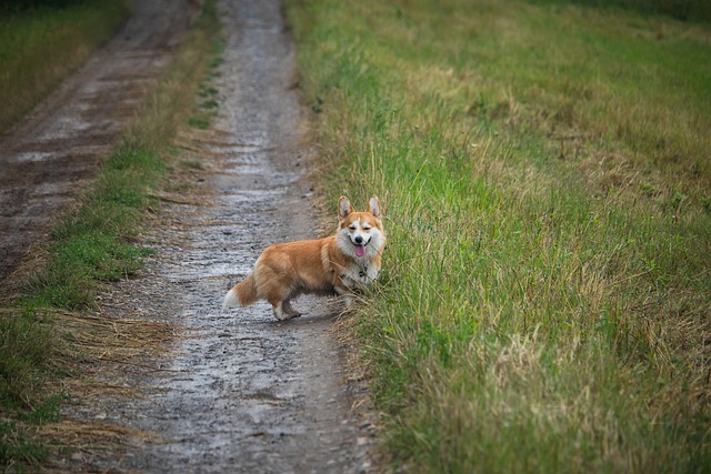 Free download dog pet corgi canine animal lying free picture to be edited with GIMP free online image editor