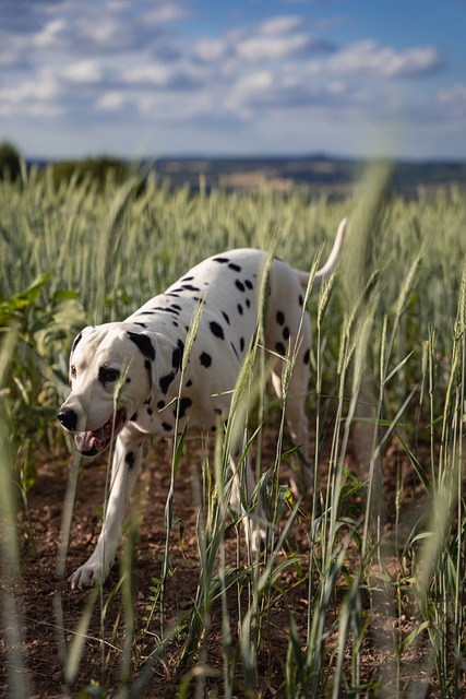 Free download dog pet field shy portrait summer free picture to be edited with GIMP free online image editor