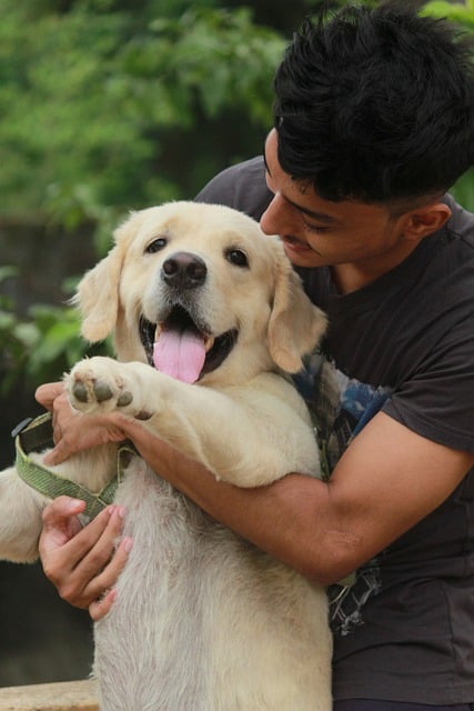 Free download dog pet golden retriever smile free picture to be edited with GIMP free online image editor