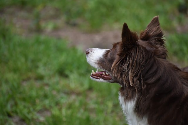 Free download dog pet mammal border collie free picture to be edited with GIMP free online image editor