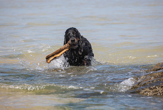 Free download dog pet sea canine beach swim free picture to be edited with GIMP free online image editor