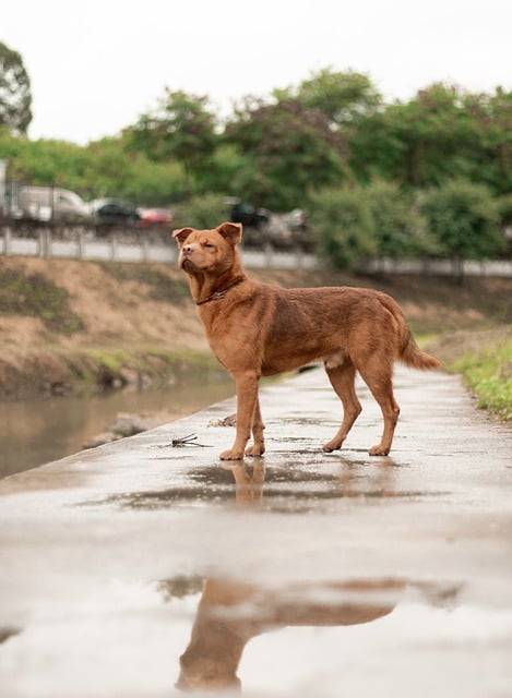 Free download dog pets reflection riverside rain free picture to be edited with GIMP free online image editor