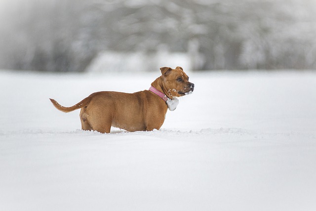 Free download dog pet winter snow frost puppy free picture to be edited with GIMP free online image editor