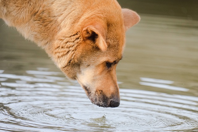 Free download dog pet yellow dog drink water free picture to be edited with GIMP free online image editor