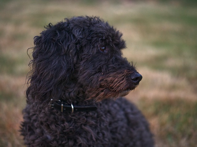 Free download dog poodle animal bokeh nature free picture to be edited with GIMP free online image editor