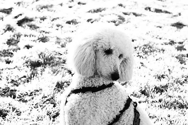 Free download Dog Poodle White -  free photo or picture to be edited with GIMP online image editor