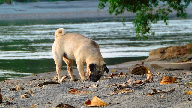 Free download dog pug pet canine animal fur free picture to be edited with GIMP free online image editor