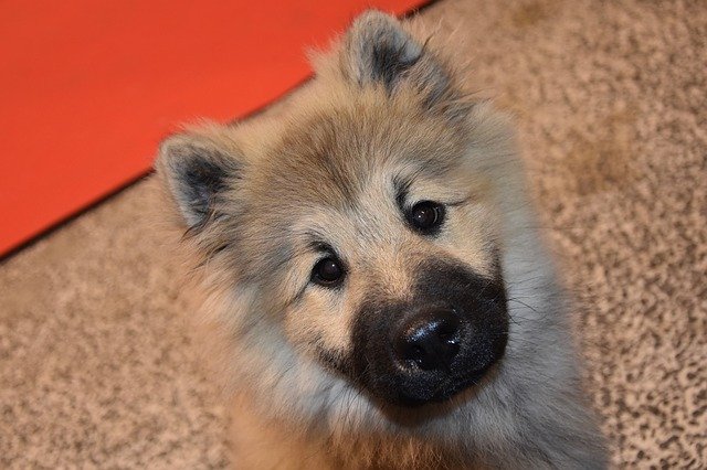 Free download Dog Pup Eurasier Portrait -  free photo or picture to be edited with GIMP online image editor