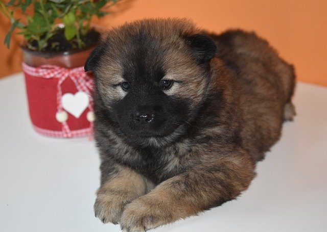 Free download Dog Pup Puppy Eurasier -  free photo or picture to be edited with GIMP online image editor