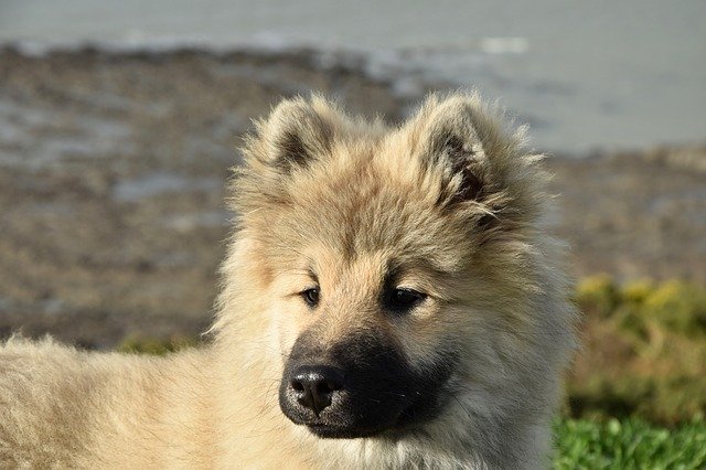 Free download Dog Pup Puppy Eurasier Olaf -  free photo or picture to be edited with GIMP online image editor