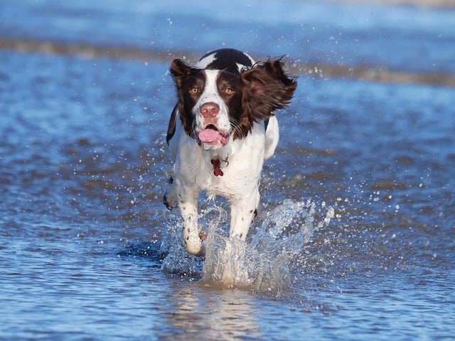 Free download dog puppy cocker spaniel ocean free picture to be edited with GIMP free online image editor