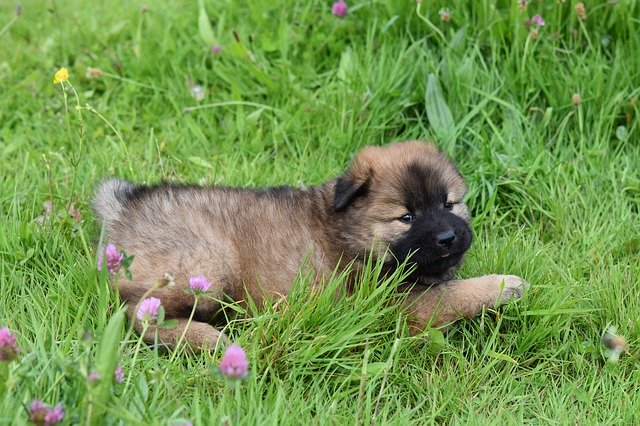 Free download Dog Puppy Eurasier -  free photo or picture to be edited with GIMP online image editor