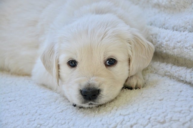 Free download dog puppy golden retriever canine free picture to be edited with GIMP free online image editor