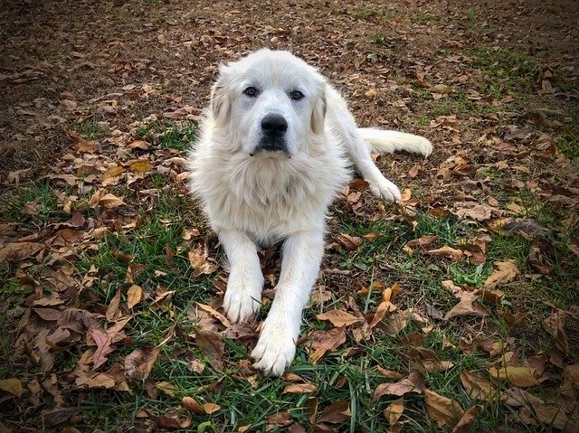 Free download Dog Puppy Great Pyrenees -  free photo or picture to be edited with GIMP online image editor