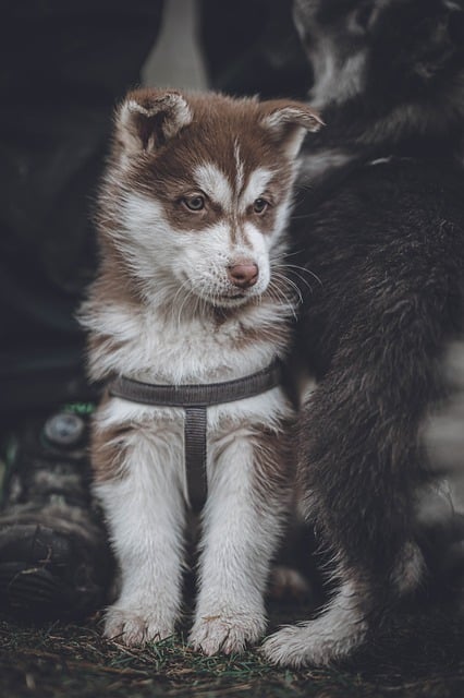 Free download dog puppy husky fur animals free picture to be edited with GIMP free online image editor