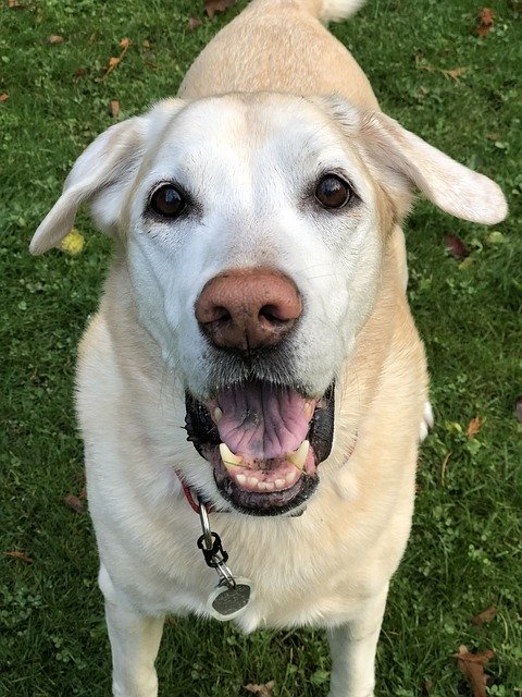 Free download Dog Puppy Labrador -  free photo or picture to be edited with GIMP online image editor