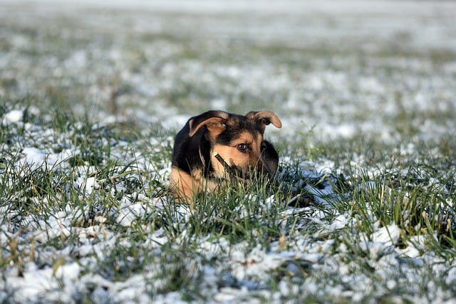 Free download dog puppy mammal grass cute free picture to be edited with GIMP free online image editor