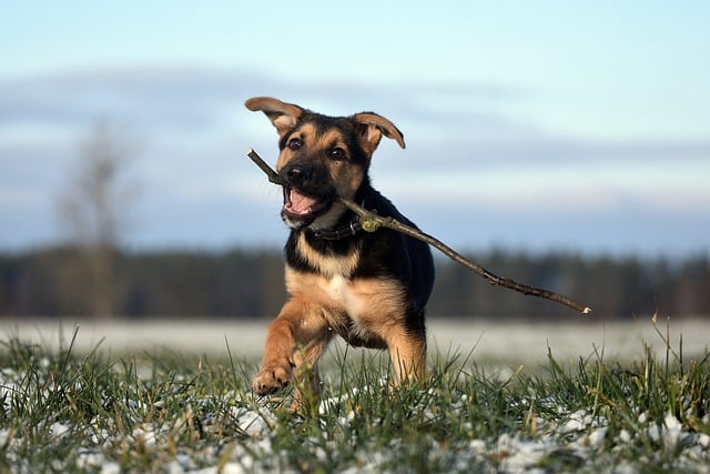 Free download dog puppy mammal grass winter free picture to be edited with GIMP free online image editor