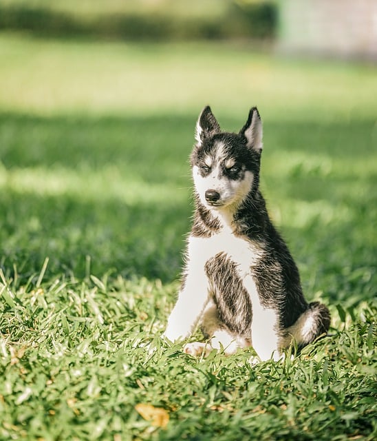 Descarga gratuita de una imagen gratuita de perro cachorro afuera de animal para editar con el editor de imágenes en línea gratuito GIMP