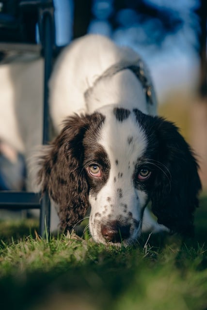 Free download dog puppy pet sunrise hill walk free picture to be edited with GIMP free online image editor