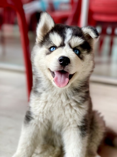 Free download dog puppy siberian canine animal free picture to be edited with GIMP free online image editor