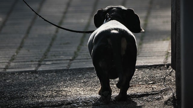 Free download dog puppy walk leash outdoors free picture to be edited with GIMP free online image editor