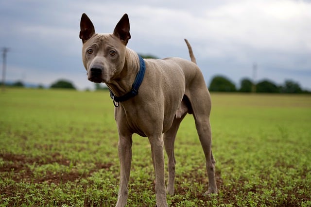 Free download dog ridgeback pet cute animal free picture to be edited with GIMP free online image editor