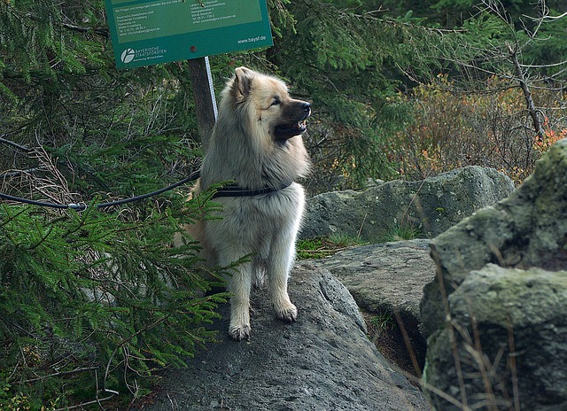 Free download dog rock on leash eurasier free picture to be edited with GIMP free online image editor