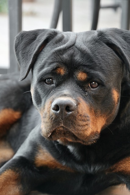 Free download dog rottweiler pet animal cute free picture to be edited with GIMP free online image editor