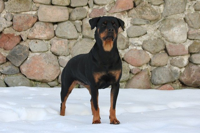 Free download Dog Rottweiler Snow -  free photo or picture to be edited with GIMP online image editor