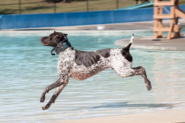 Free download Dog Running Swimming -  free photo or picture to be edited with GIMP online image editor