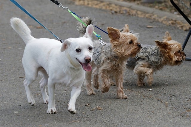 Free download dogs canine fur leash pets park free picture to be edited with GIMP free online image editor