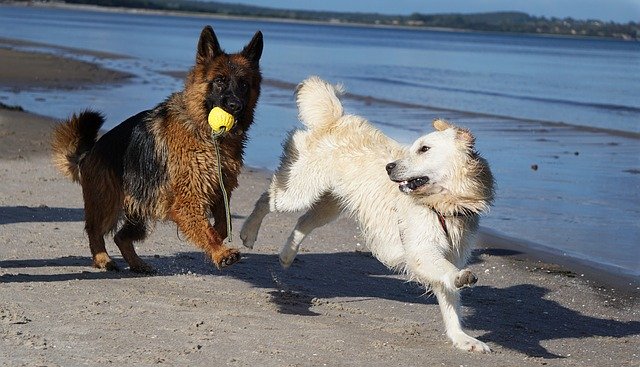 Free download Dog Schäfer Golden Retriever -  free photo or picture to be edited with GIMP online image editor